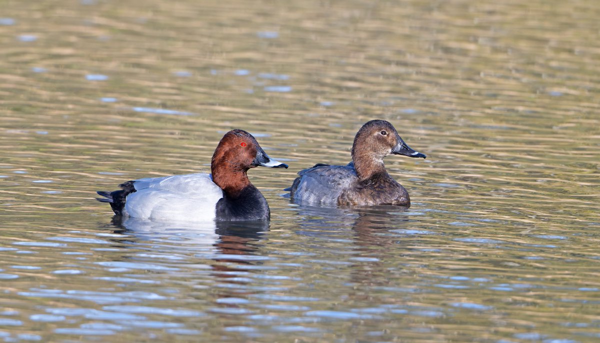 PATRICK a.g. HAWKINS tweet media