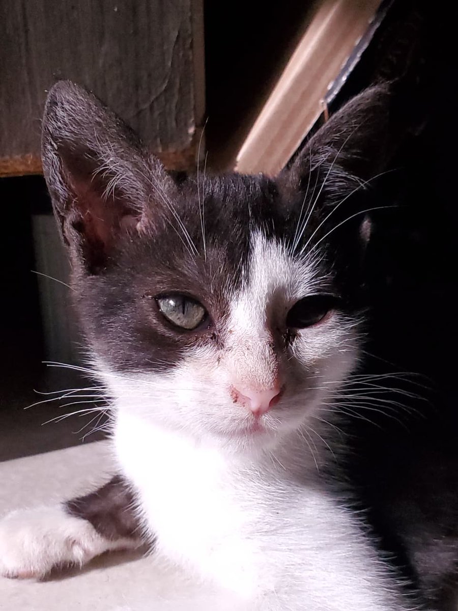 asafeec's tweet image. oi gente, esse é o alfredo. 
alfrie, fredo, frederico, fred, alfredido. 
ele gosta de ovo cozido e carinho