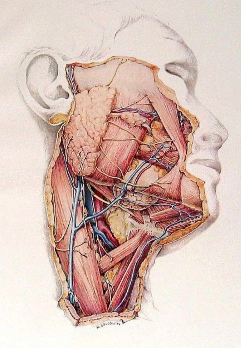 Humming is a simple yet powerful exercise that can benefit your body and mind. The gentle vibrations from humming help massage the thyroid, stimulate the vagus nerve, and promote a calm, regulated nervous system. It also supports lymphatic drainage from the head down, helping
