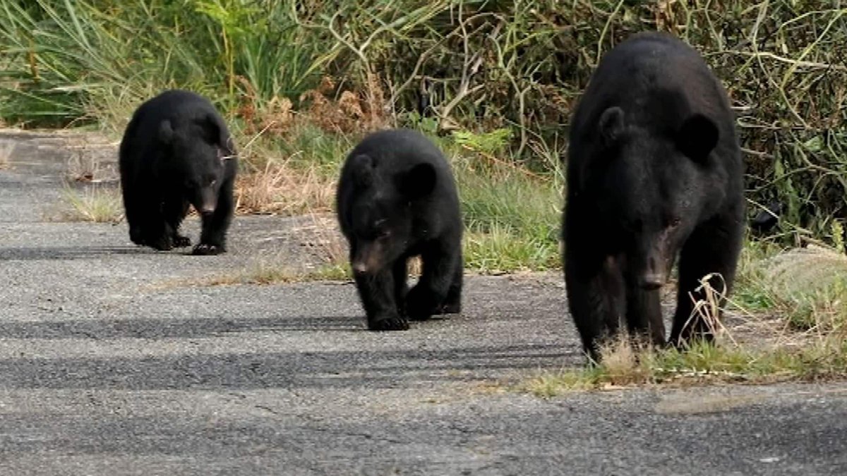 jdocs's tweet image. 【テレビ】11/30（日）NHK 21時
Nスペ なぜ？クマの異常出没 1年半の追跡調査で『真相』に迫る！
クマが中心街や家屋にまで侵入を繰り返す今年の異常事態。いったい何が。被害多発の秋田県で1年半にわたり追跡調査。見えてきた変容を遂げつつあるクマの「真の姿」とは。
nhk.jp/p/special/