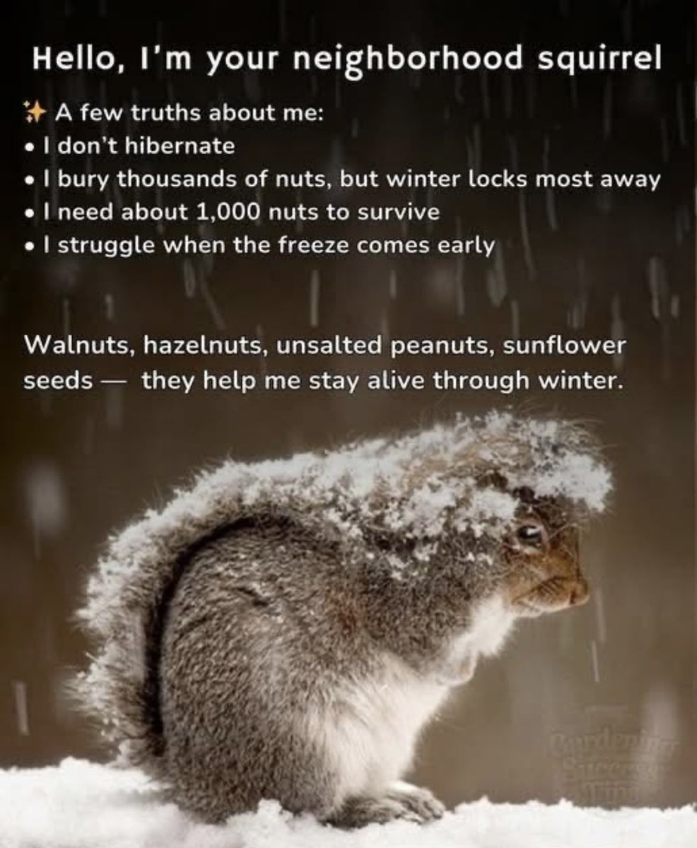 hitchinsquirrelrescue.co.uk