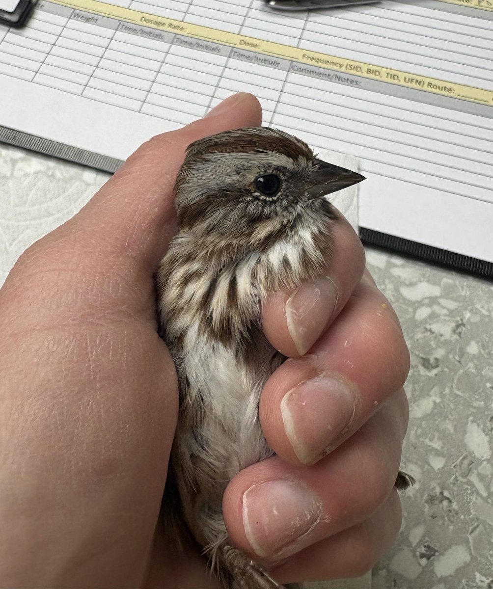 Wildlife Center of Salt Lake tweet media