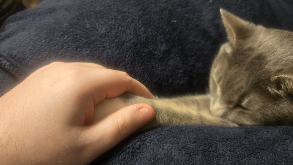 I hope your weekend is filled with love the way Pinstripe loves me 😻 #Caturday