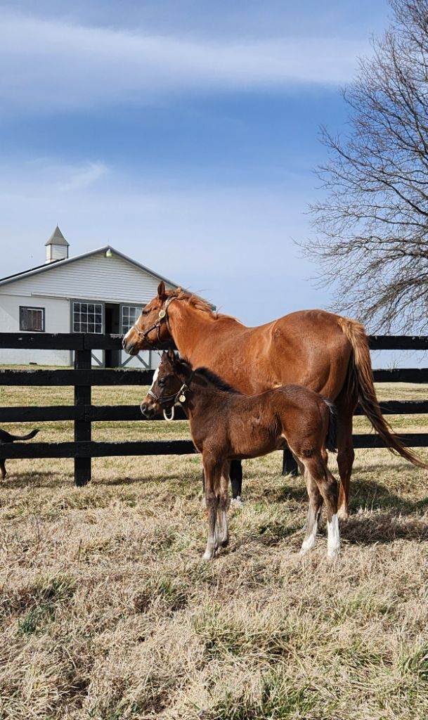 Today,  Homebred, Core Memories (Grogu’s younger half sister) runs her 2nd race in the 6th race at <a href="/ChurchillDowns/">Churchill Downs</a> . Shes 7-2 on ML. Named her after a weekend at my house with friends and family because we kept saying how we were creating core memories with all the fun we were