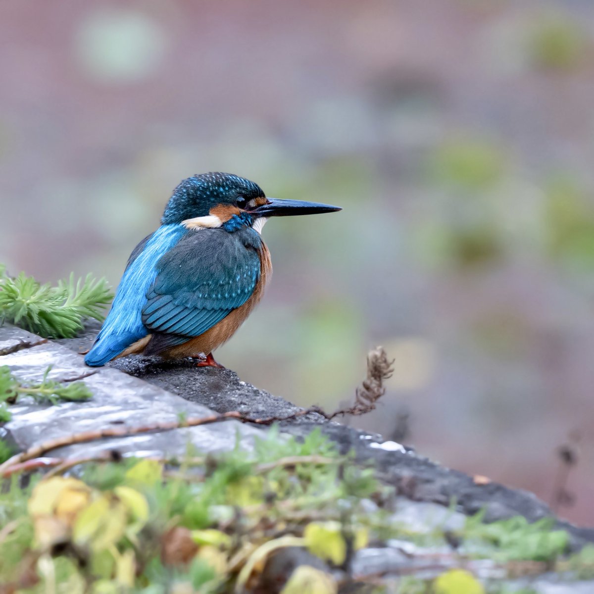 moko (@moko_tomo11739) / Posts / X