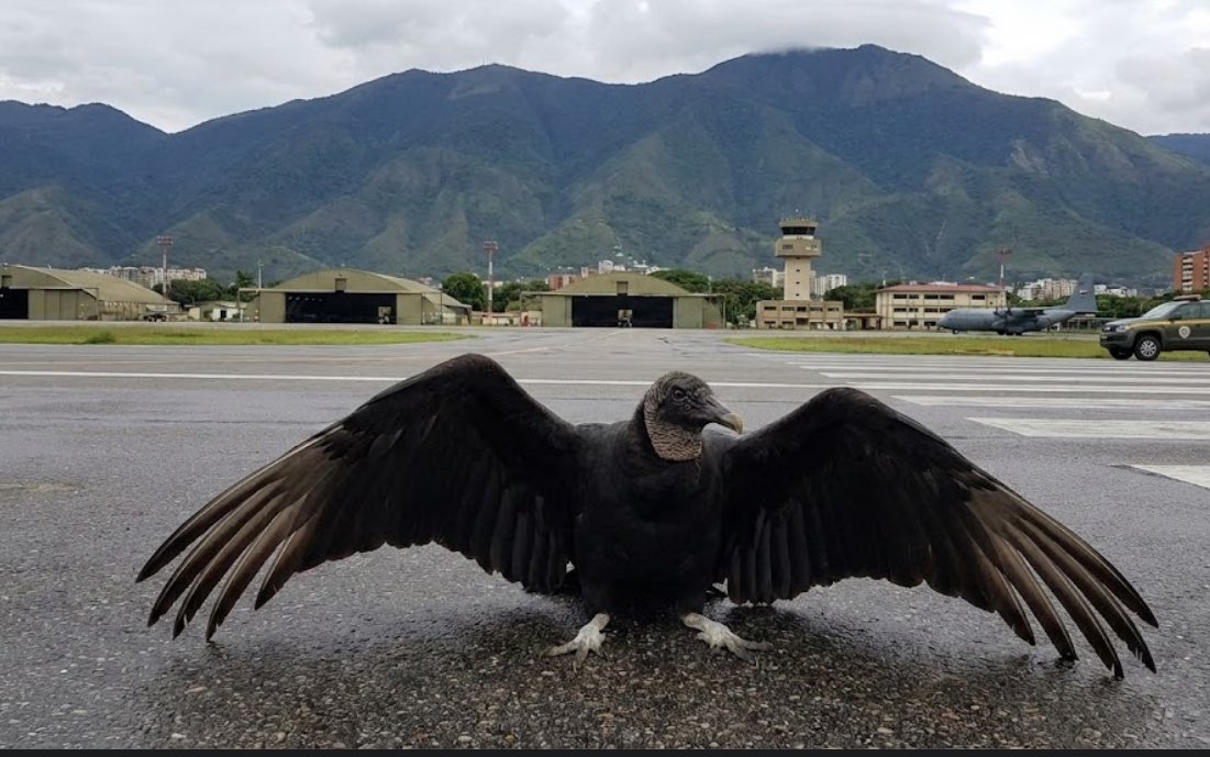 Hasta los Zamuros acataron la orden de Donald Trump, fin del ultimatum, tiempo de justicia.