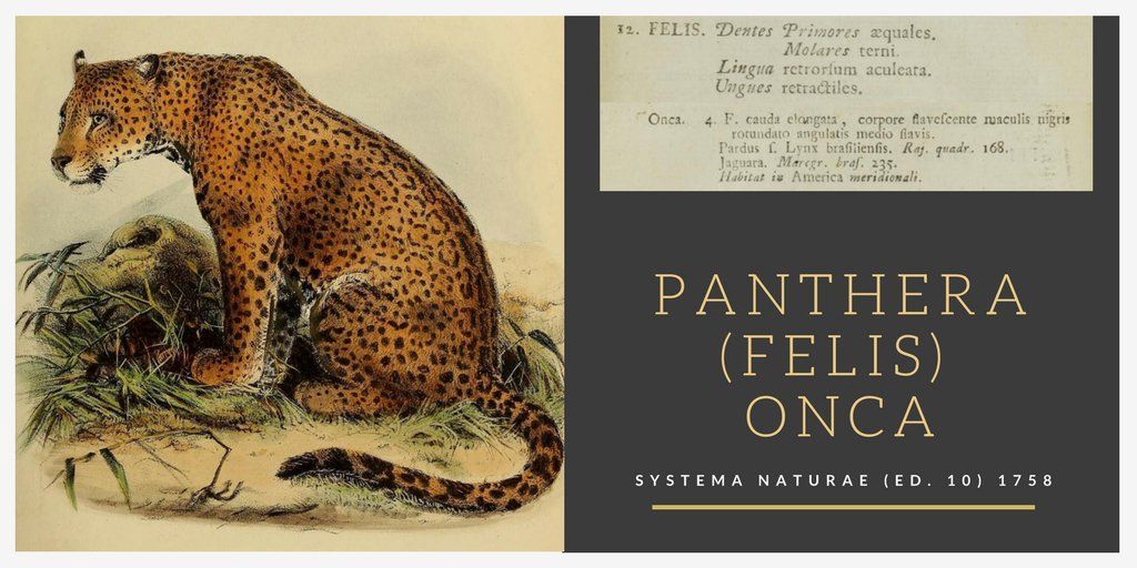BioDivLibrary's tweet image. #InternationalJaguarDay is celebrated annually on Nov 29 to raise awareness about jaguar conservation. In 1758, Carl Linnaeus described the jaguar in his Systema Naturae, giving it the scientific name Felis onca: biodiversitylibrary.org/page/726937  #SaveTheJaguar #Jaguar2030 #IloveBHL 🧪 🌎