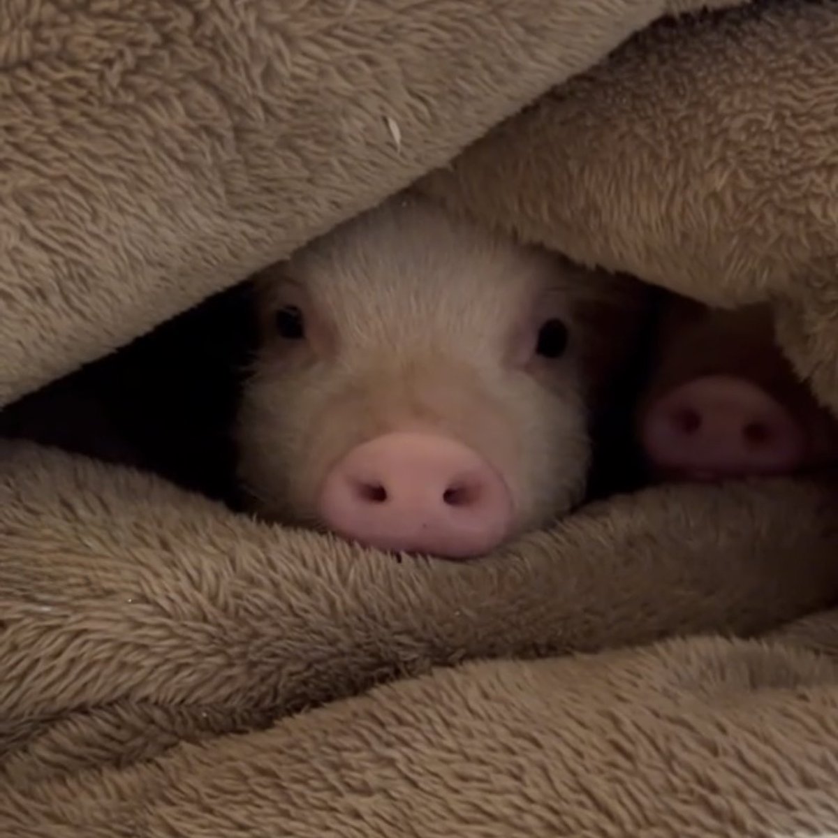 puppigsaurus's tweet image. 