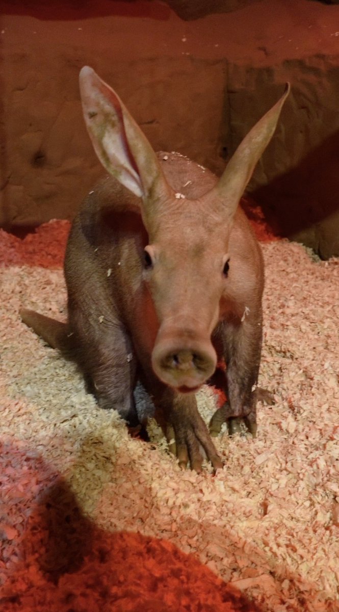 🐽 <a href="/ColchesterZoo/">Colchester Zoo</a> has welcomed a new aardvark, Indie!

He arrived to the zoo from Shepreth Wildlife Park as part of conservation breeding recommendation.

Fun fact: these insectivores can eat up to 50,000 insects each night 🐜🐜

📷 Colchester Zoological Society