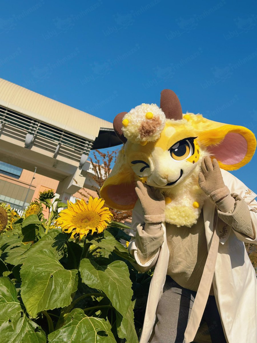 Sunshine、Sunflower、Lamb

The lamb fursuit is currently being auctioned! If you‘re interested, welcome to DM me!

#furry #fursuit