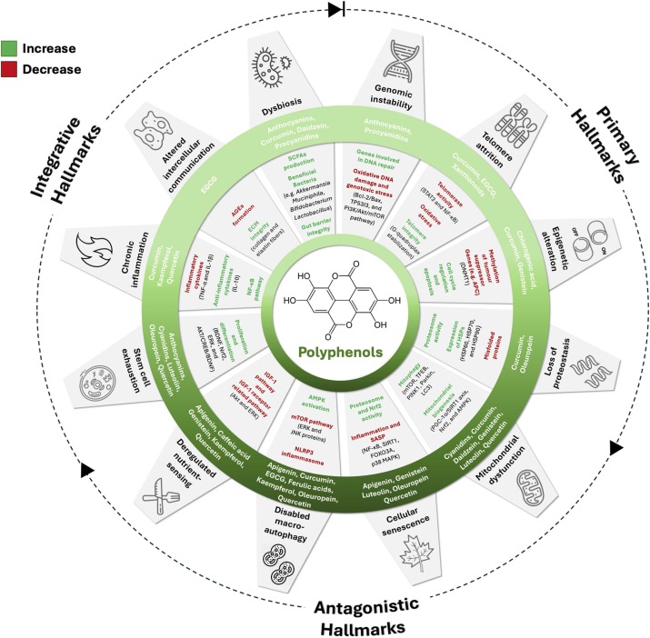 🌱 What’s the secret behind the world’s longest-living people?

New research points to polyphenol-rich foods — supporting the body’s fight against age-related decline and boosting long, healthy lives.

Let’s learn from the Blue Zones. 🧠

sciencedirect.com/science/articl…

#HealthyAgeing
