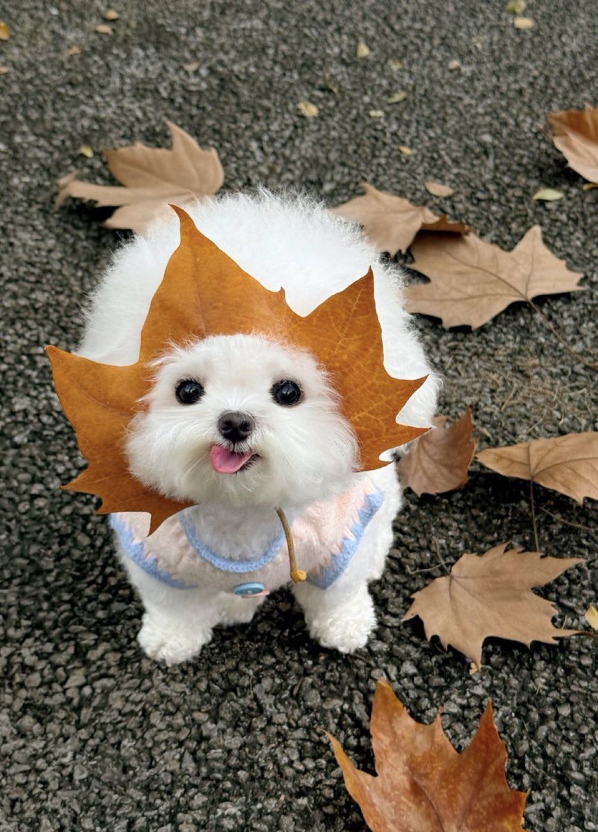 everythingdogss's tweet photo. https://t.co/TfQ4pTWWel
