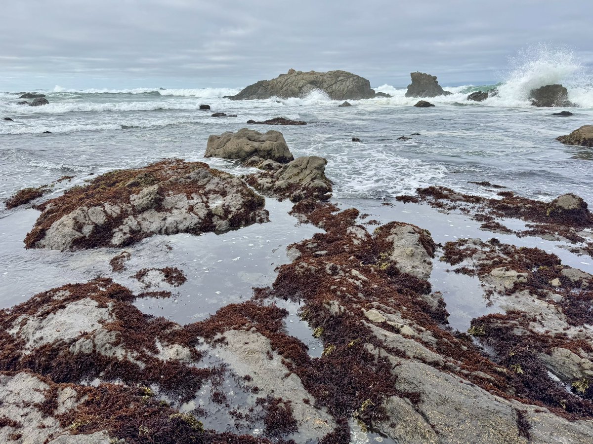 MappingThePath's tweet image. Dodging the rising tide and exploring tide pools in MacKerricher State Park, Fort Bragg, CA #travel