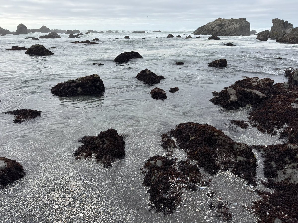 MappingThePath's tweet image. Dodging the rising tide and exploring tide pools in MacKerricher State Park, Fort Bragg, CA #travel