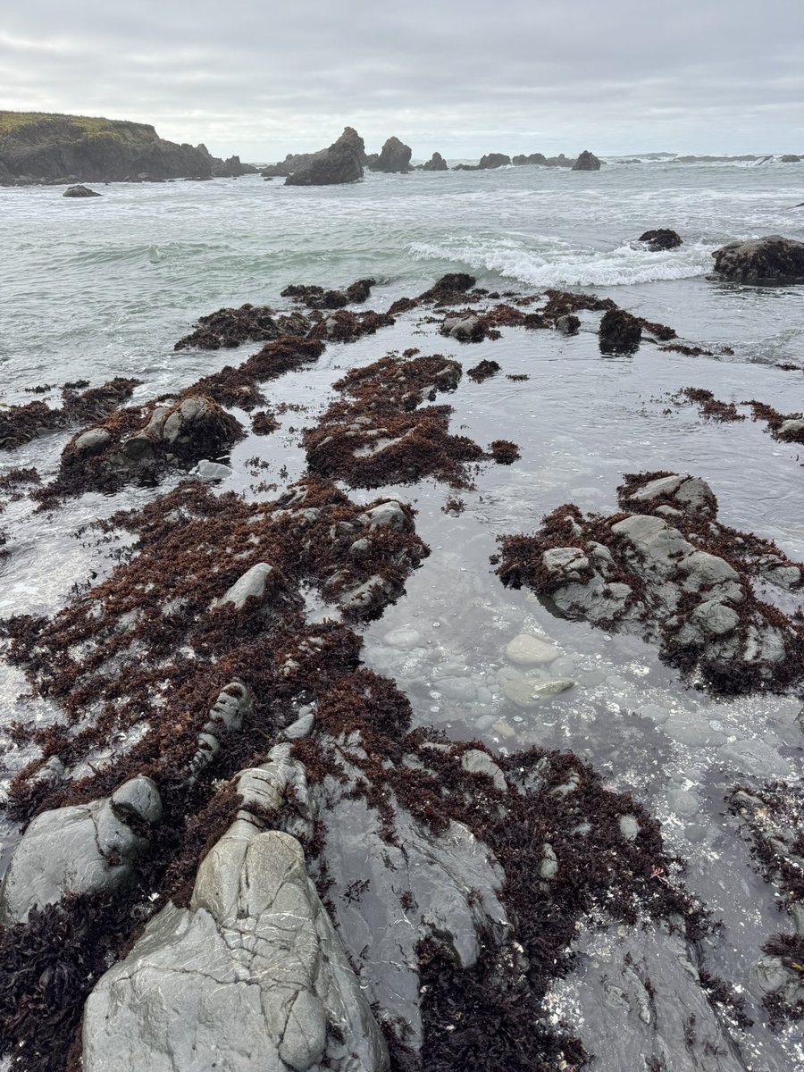 MappingThePath's tweet image. Dodging the rising tide and exploring tide pools in MacKerricher State Park, Fort Bragg, CA #travel