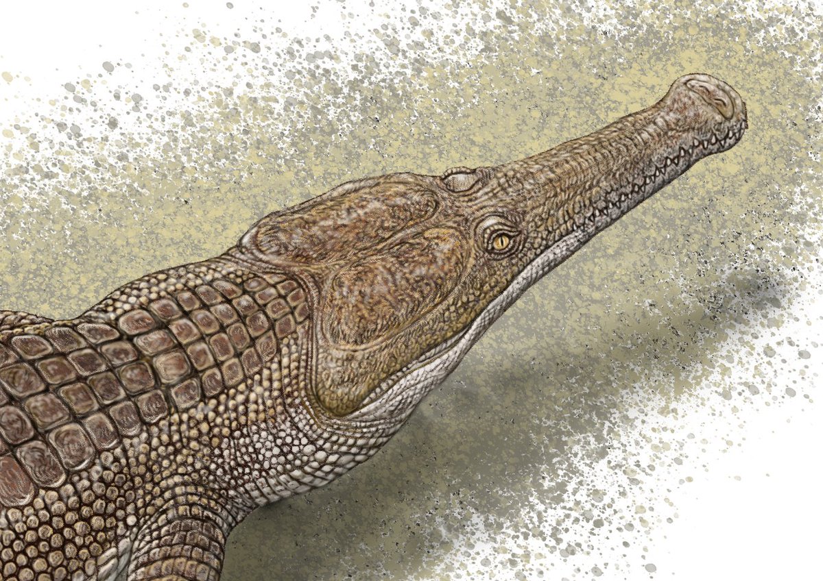 Machimosaurus　完成