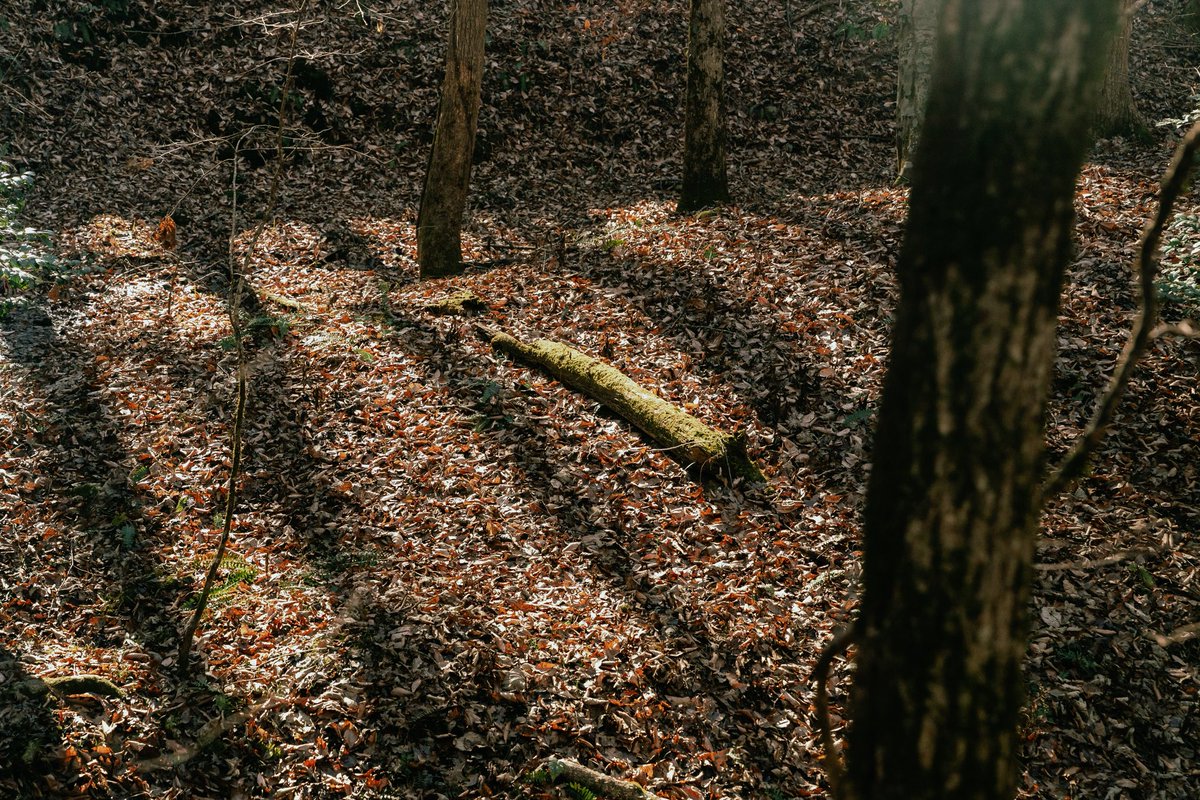 Nikon ZR has been absolutely solid