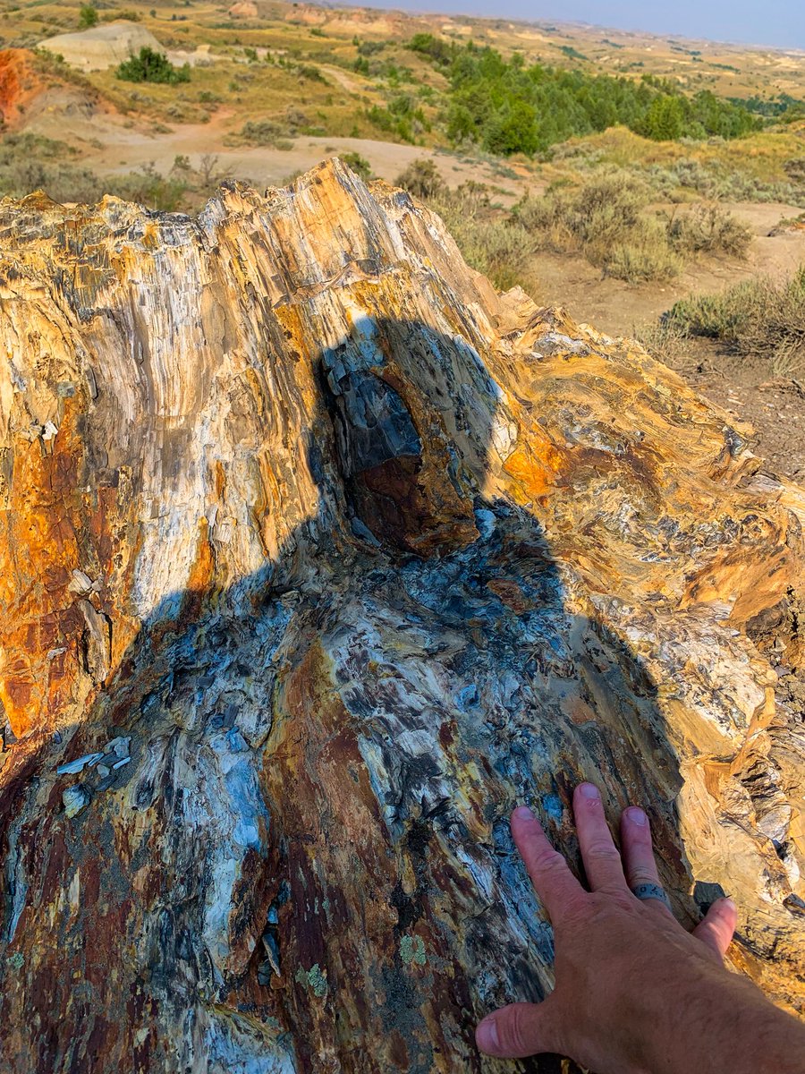 prairieguy2016's tweet image. Throwback Saturday Selfie! Touching a 65 million year old Sequoia tree that was one of 1,00’s that once covered the North Dakota landscape. I sit &amp;amp; imagine what it all looked like. #fossils #petrifiedforest #northdakota #wandering #timetravel