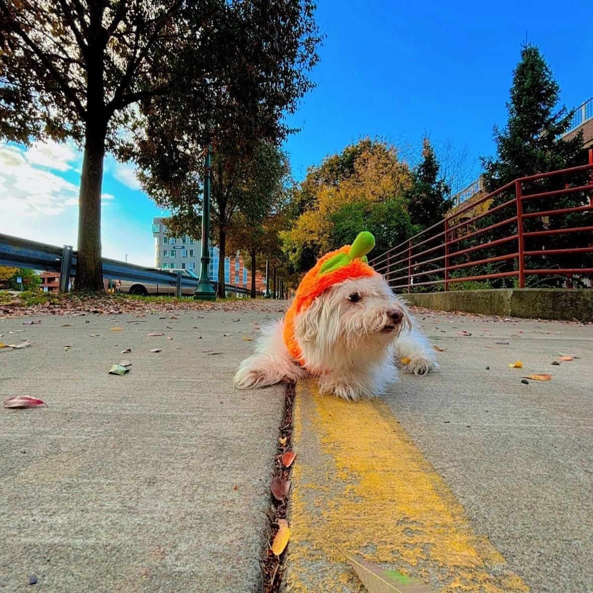 Michael D. Sgro, CPBC tweet media