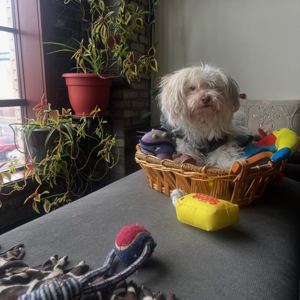 Michael D. Sgro, CPBC tweet media