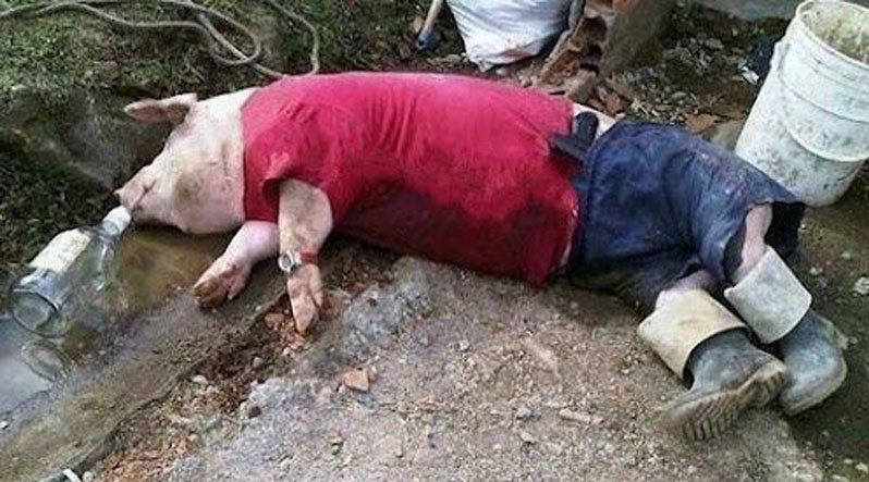 Napio se Nenad Čanak⁉️