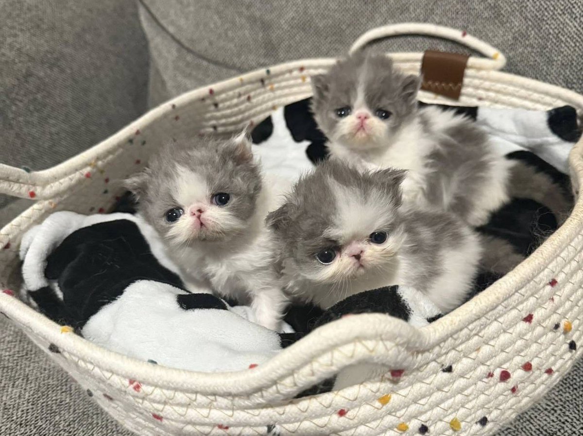 basket full of freaklets