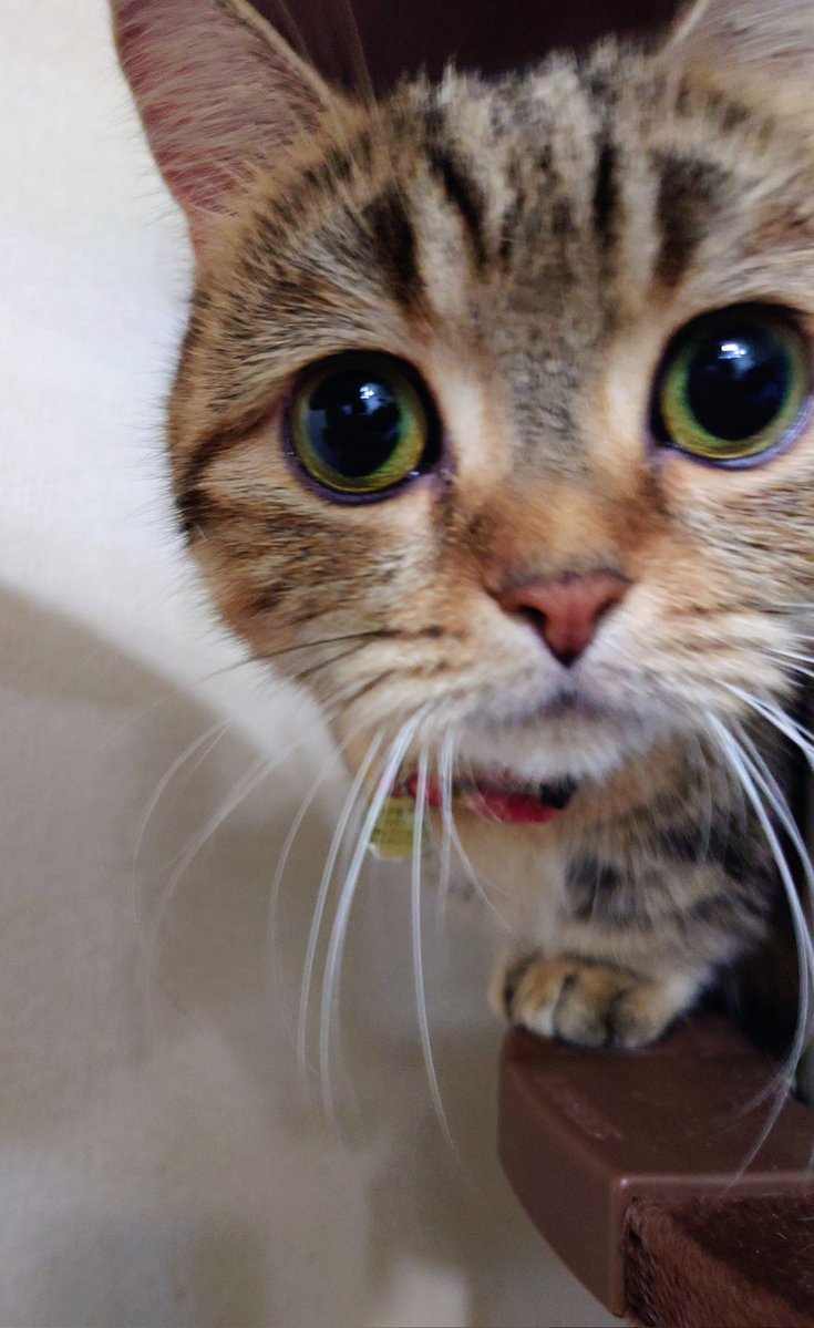 DDDgbohZ2cVb9RK's tweet image. １１月も終わるニャのぉ
師走もよろすくぅお願いします！