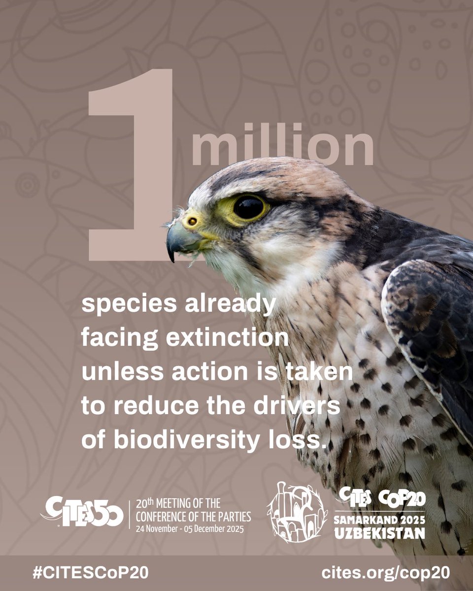 RamsarConv's tweet image. Around 1 million species already face extinction, many within decades, unless action is taken to reduce the intensity of drivers of biodiversity loss.

Nature can be conserved, restored and used sustainably!

#WetlandsMatter #CITESCoP20 #BridgingNatureAndPeople