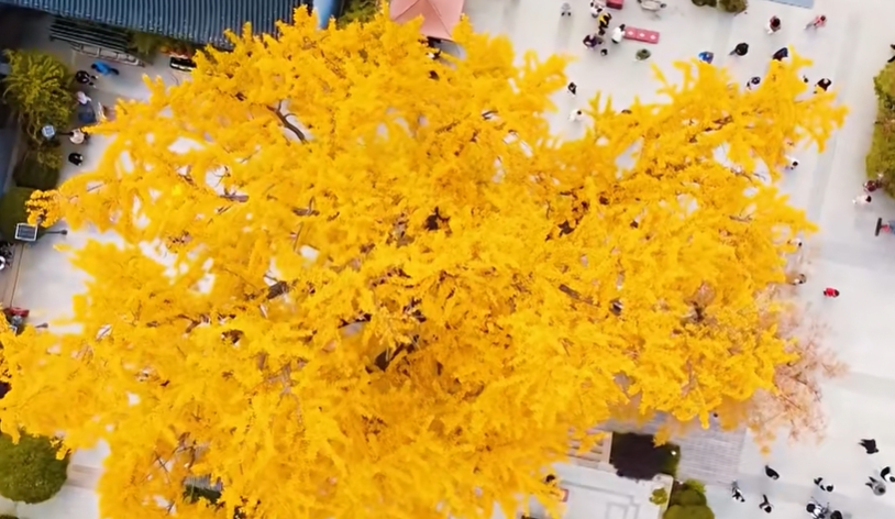 Harrison_Lvan's tweet photo. Stunning! The 1600-year-old #ginkgo tree at #Fahai Temple is draped in "golden armor"! https://t.co/38bvHWiCHm