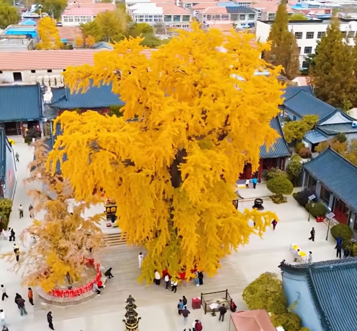 Harrison_Lvan's tweet photo. Stunning! The 1600-year-old #ginkgo tree at #Fahai Temple is draped in "golden armor"! https://t.co/38bvHWiCHm