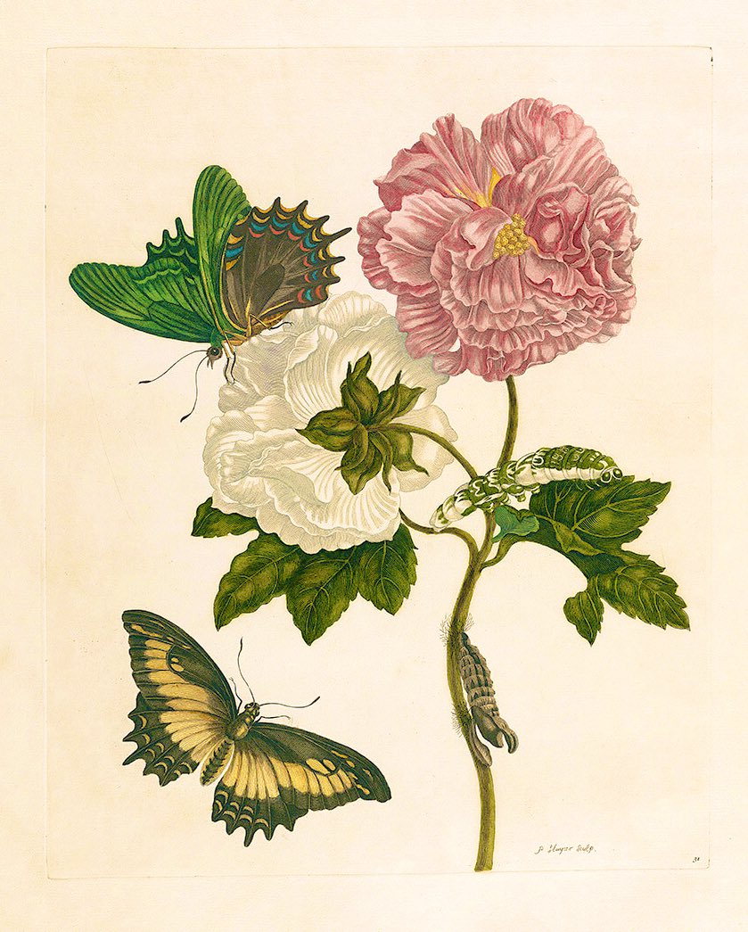 CienciaconArte's tweet photo. Rosa con lepidóptero.
Maria Sibylla Merian (1647-1717)
Parece solo una bonita lámina de rosas y mariposas, pero, no es solo eso.

Es un Hibiscus mutabilis. Esta flor cambia de color a lo largo de día, pasando del blanco al rosa. Va oscureciéndose desde... https://t.co/LyyvfK2Bnj