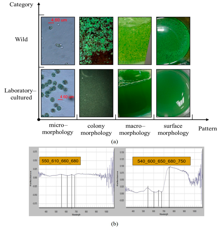 RemoteSens_MDPI's tweet image. 👋👋 Optimal #Hyperspectral Characteristic #Parameters Construction and Concentration Retrieval for Inland #Water #Chlorophyll-a Under Different Motion #States

✍️ Jie Yu et al.
🔗 brnw.ch/21wXVzM