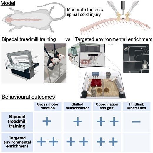 braincomms's tweet image. Griffin et al. found targeted environmental enrichment proved more effective than B-TMT in thoracic spinal cord injury models. It enabled consistent and diverse motor engagement, promoted naturalistic behaviours, and supported broader functional recovery👉 buff.ly/2h5WXVC
