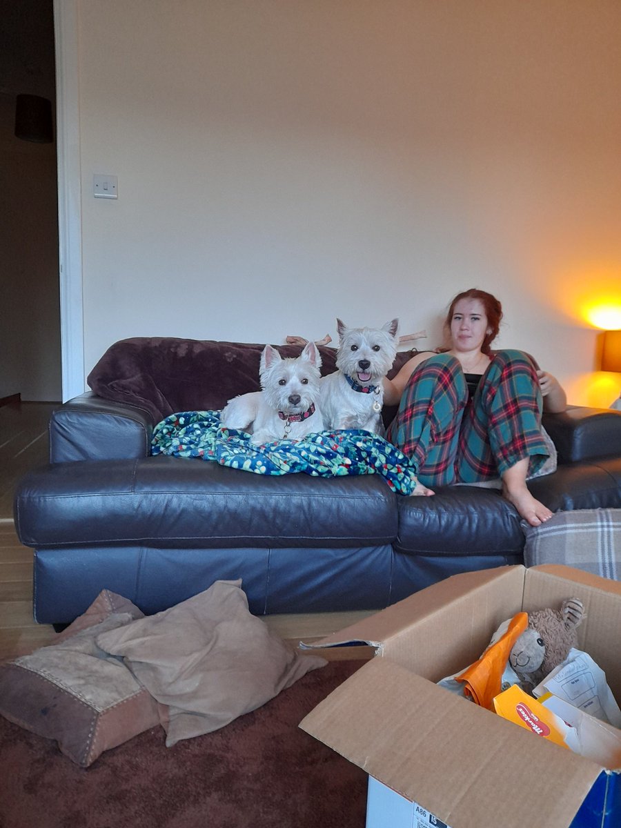 Say hello to our new family members. Two gorgeous little westies