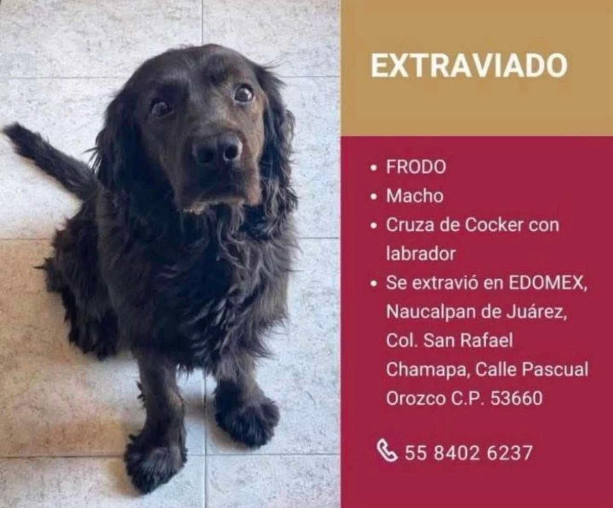 ⚠️⚠️ S.O.S para Frodo ⚠️⚠️
📍 Naucalpan de Juárez, Edomex.

Se extravió el 28 de octubre. Ya va un mes sin aparecer. Por favor, si lo has visto o tienes información sobre el gordito, contacta al:
☎️ 55 8402 6237

#naucalpandejuarez #perritoperdido