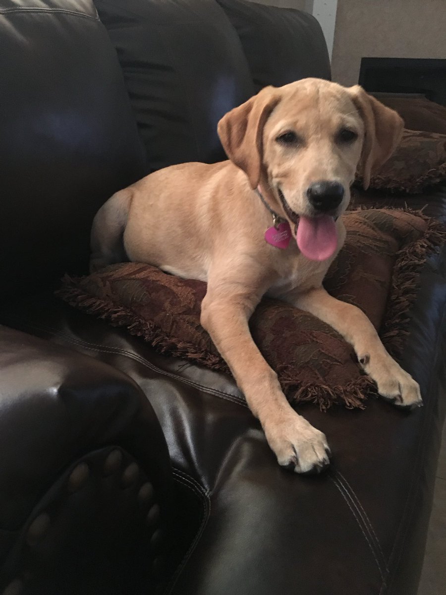 It was a good run girl. Thank you for all the memories 🐕 ❤️