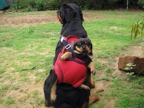 linshar703's tweet photo. Someone just said this is a piggy back ride...well.. my mommy's not a pig, she's a dog!! Sheeesh, I think that person needs glasses! https://t.co/WqjUzxdifc