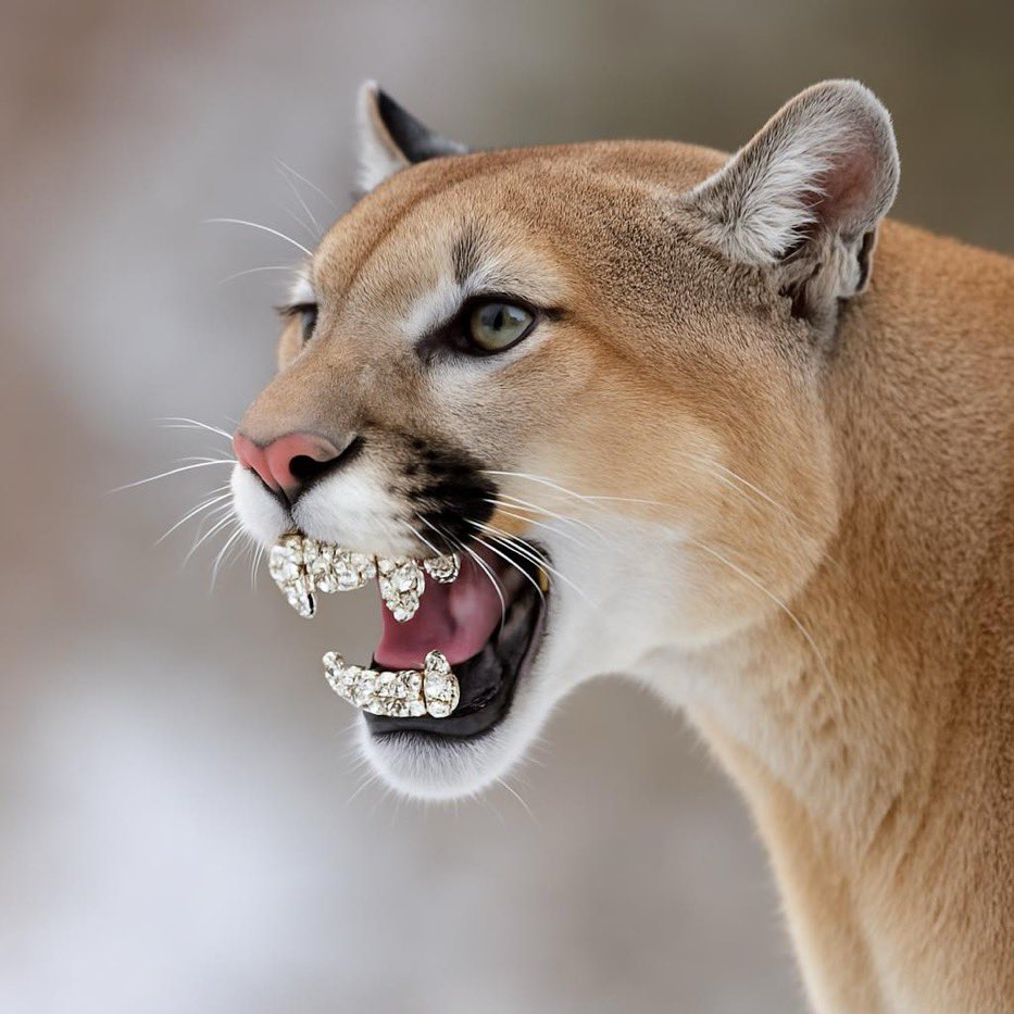 JeromeSolomon's tweet image. Impressive season for @CoachWEFritz and @UHCougarFB; nine wins, unbeaten on the road. #whosehouse