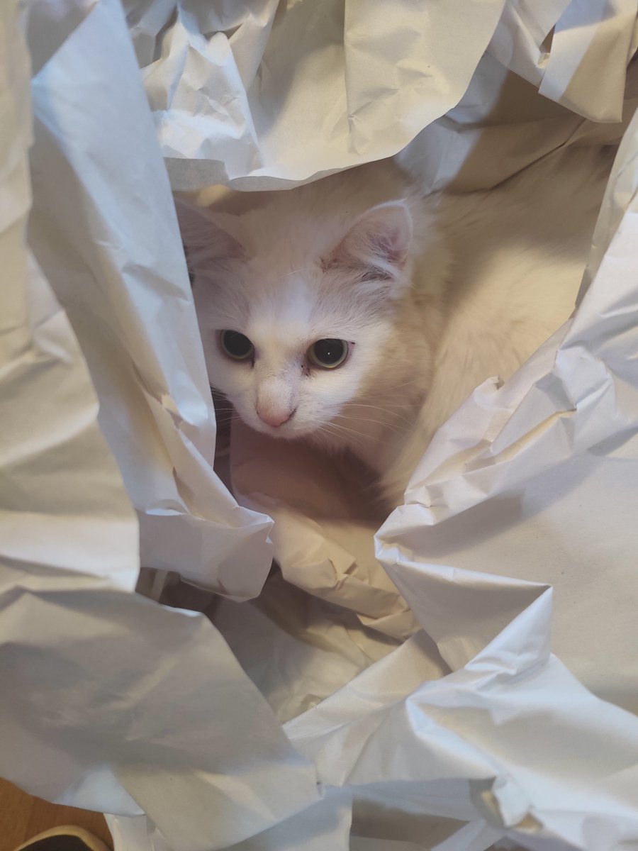 Bad_Babette's tweet image. Chunchy crinkol papre time, is Alway&apos;s goode for the Sole an Hart an Mind (brane)