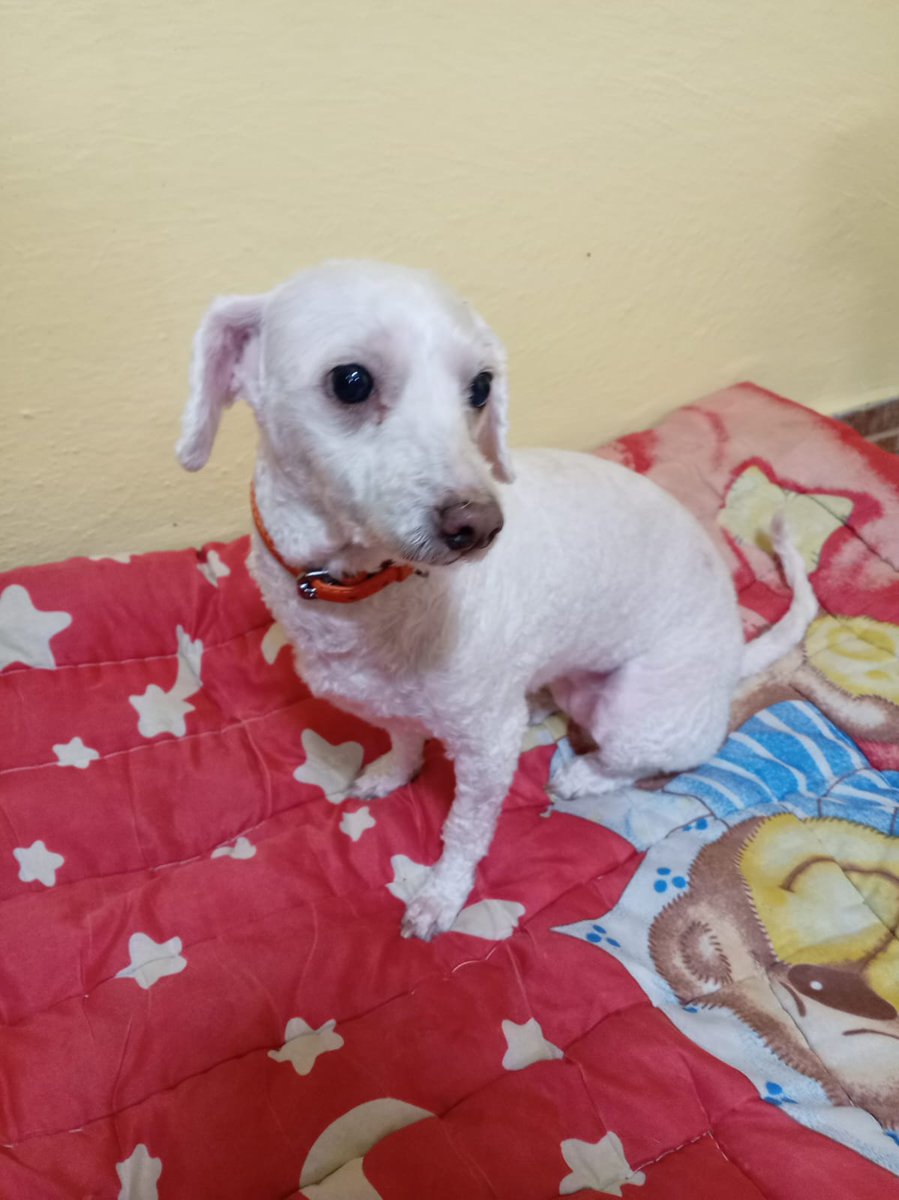 Seguimos buscando una familia para esta nena, es talla chica , amigable , tierna , tiene 5 años aproximadamente, ya está esterilizada 
Urge un hogar por favor 🙏🏼 
Wats 5548724347
#AdoptaUnPerrito ciudad de México