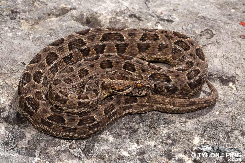 Tyrone Ping tweet media