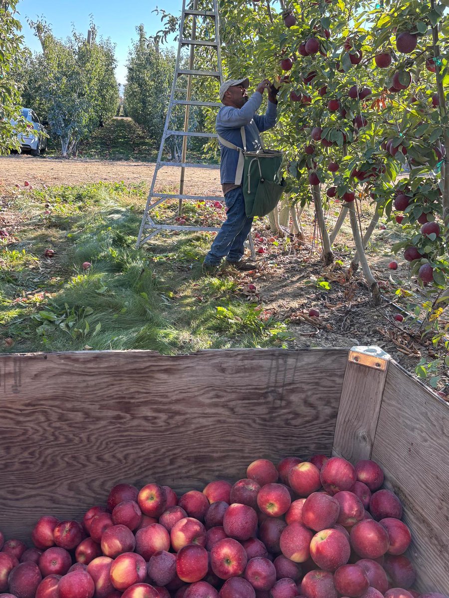 Yum. Nothing beats a sweet crisp WA apple, unless it's a hot juicy apple pie. Let's give a shout out to "Casimiro" and his co-workers who are harvesting apples in Sunnyside WA. #WeFeedYou