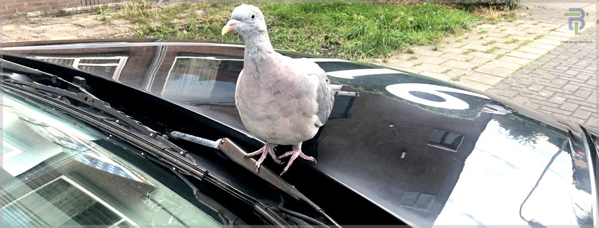 BlueTruthNL's tweet image. Stichting @BlueTruthNL biedt sinds 2021 een vangnet aan voor (oud-)politiemedewerkers. Voor ondersteuning en advies kunnen (voormalige) politiecollega’s bij ons aankloppen. Daarnaast nemen we deel aan liefdadigheidsacties, zoals ritten voor een goed doel.

bluetruth.nl/actueel/onders…