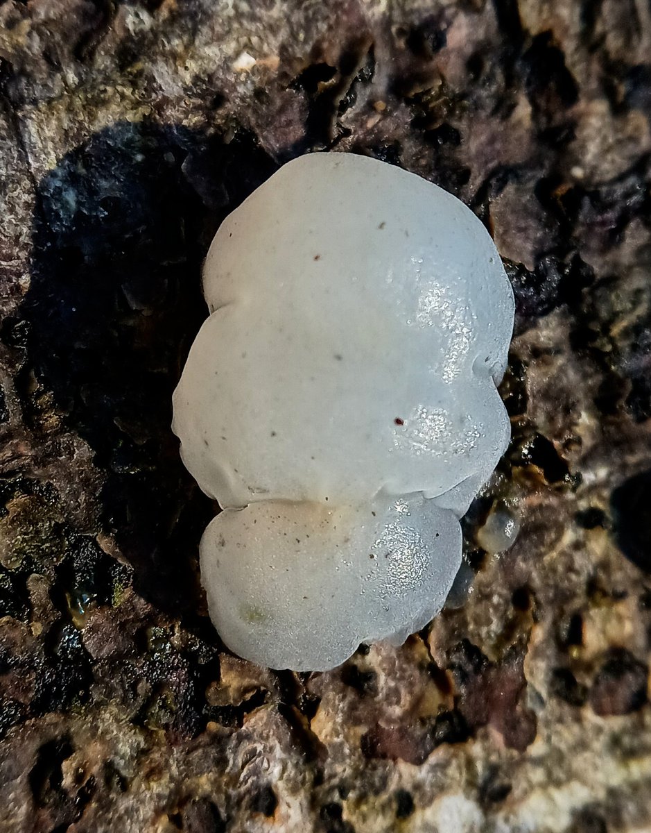 Casting a shadow 😊

Crystal brain fungi ( Myxarium nucleatum) starting out 😊

#saturdaymorning #fungi #macro #nature #naturephotography #naturelovers