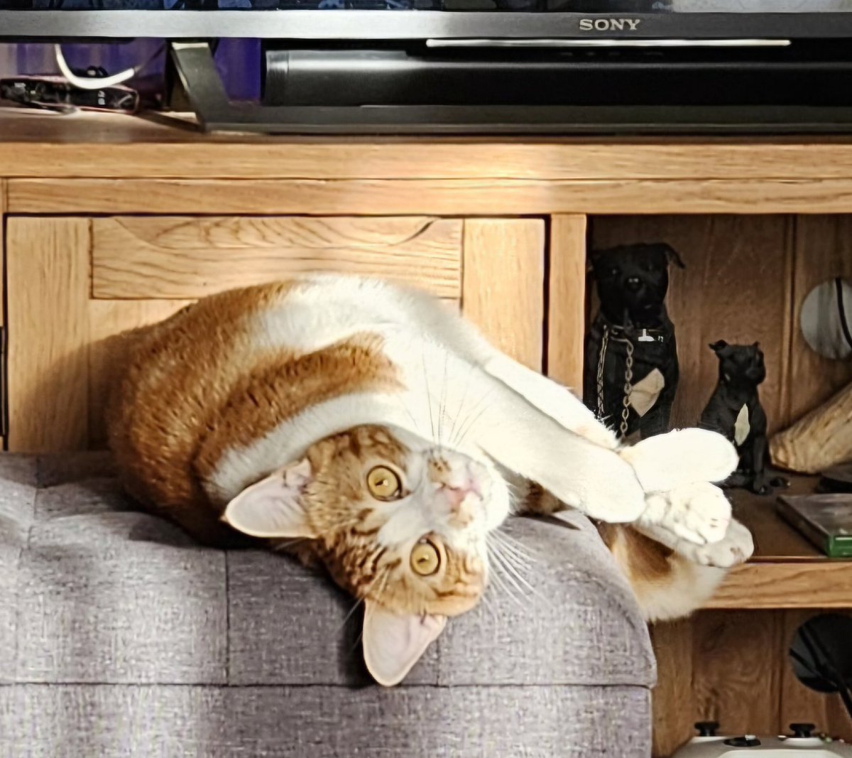 LilyRusty1's tweet image. 🐈💜😸 Goodnight to all my fur friends sweet dreams 💤 love from Rusty 😸💜🐈

#CatsOfTwitter #CatsOnTwitter
#Cat #cats