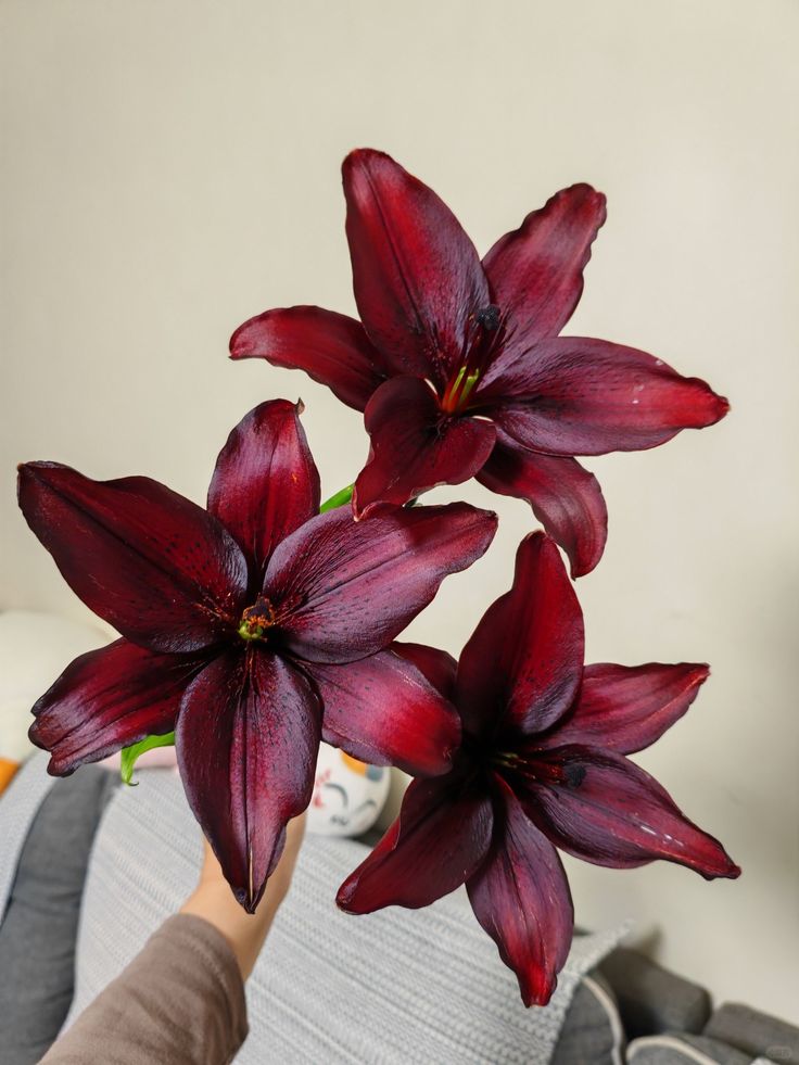 Nooni (@chaarpaai) on Twitter photo 