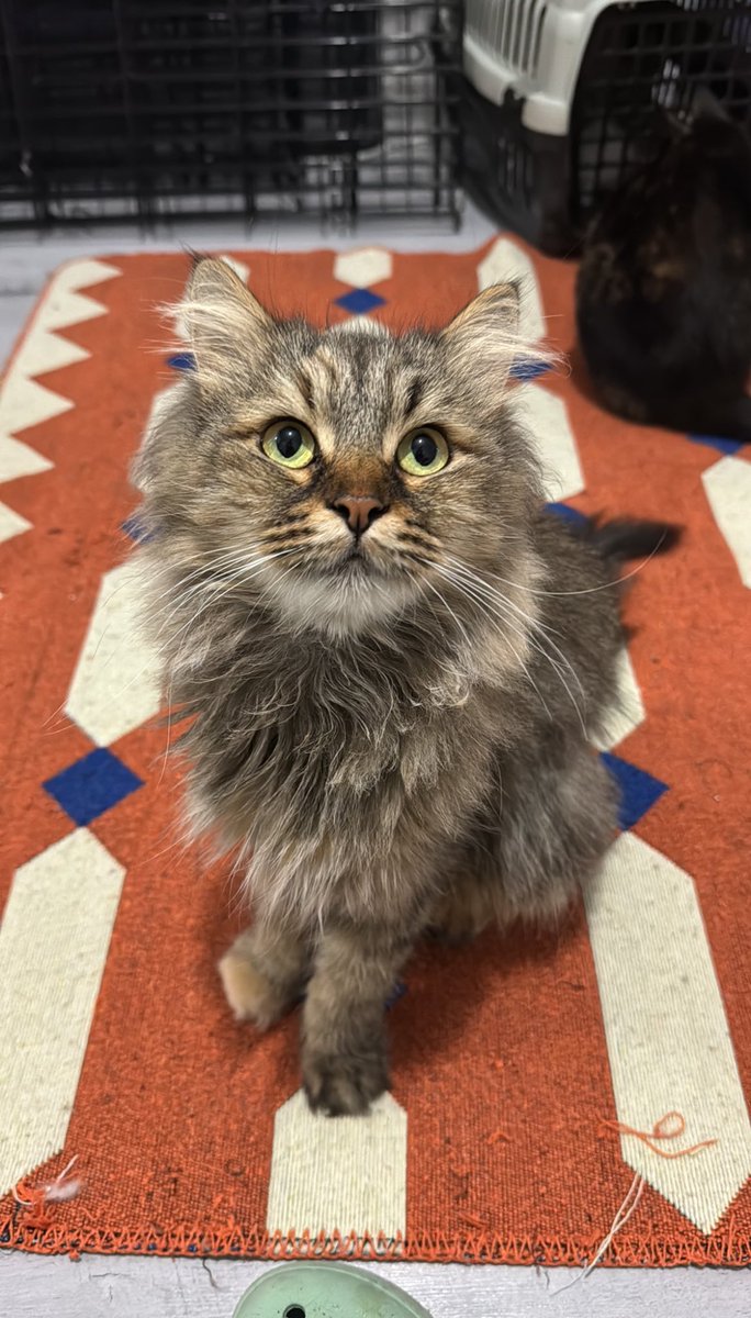 cins kedilerin para ile kapış kapış gittiği devirde ben bedava dağıtıyorum daha ne olsun??🤭 4 aydır yuva arıyorum. 1.5 kg yetersiz beslenmiş haliyle 5 bebek doğurdu. 1’i öldü. Şansı dönsün ve güzel bir yuva çıksın olmaz mı? dişi, ortalama 2-3 yaşlarında diye düşünüyoruz.