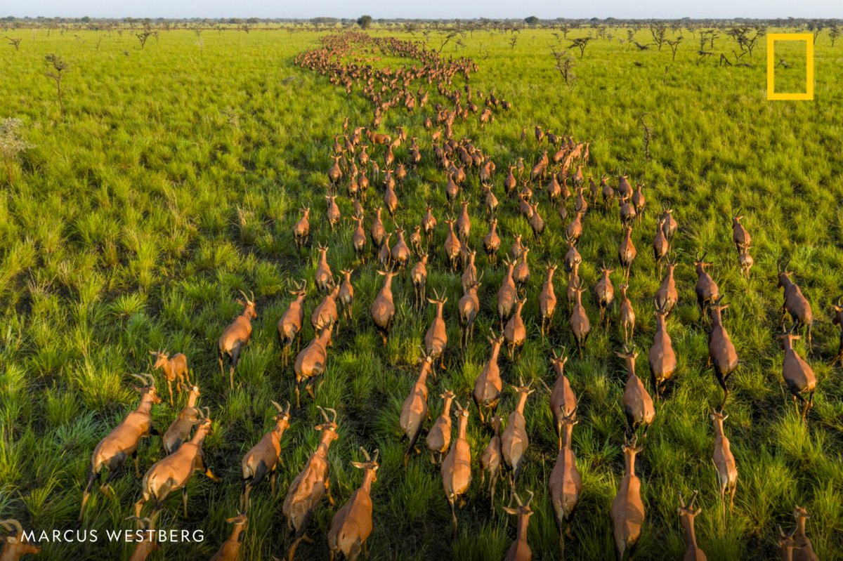 In this image from our Pictures of the Year 2025, Nat Geo photographer Marcus Westberg used a drone to record the planet’s largest land migration—an estimated six million antelope crossing the eastern plains of South Sudan. 🔗 on.natgeo.com/4ojmieg