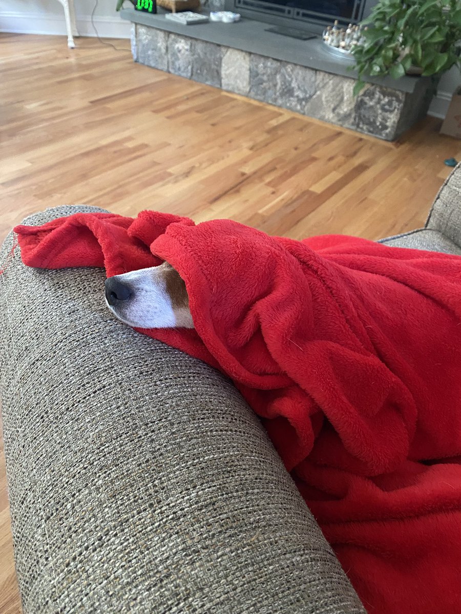 #saturdaymorning #Football #DogsofX #dogsoftwitter ❤️#zshq #dogs #BabyBea 💚
Lots of hoopla about a game on TV rn. Not for me! 🥱🫩🥱