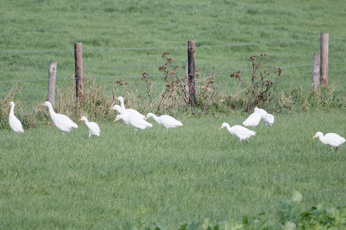 Gordon Hodgson tweet media